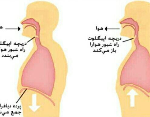 تنفس شکمی